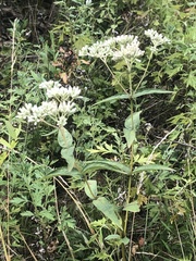 Eupatorium godfreyanum