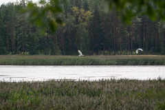 Ardea alba