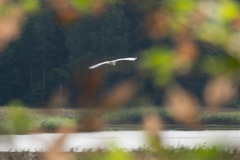 Ardea alba