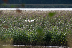 Ardea alba