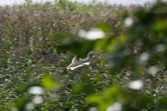 Ardea alba