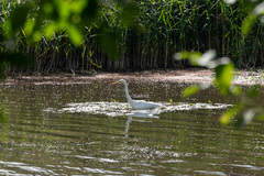 Ardea alba