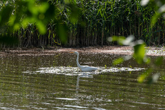Ardea alba