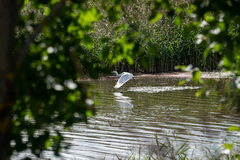 Ardea alba