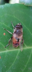 Eristalis tenax