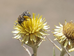 Tetraloniella hohmanni