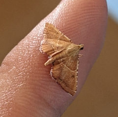 Endotricha flammealis