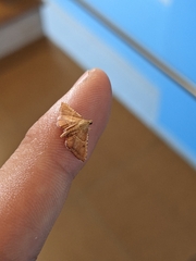 Endotricha flammealis