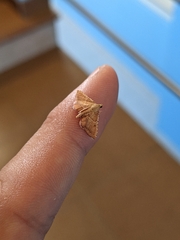 Endotricha flammealis