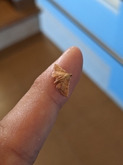 Endotricha flammealis