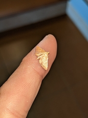 Endotricha flammealis