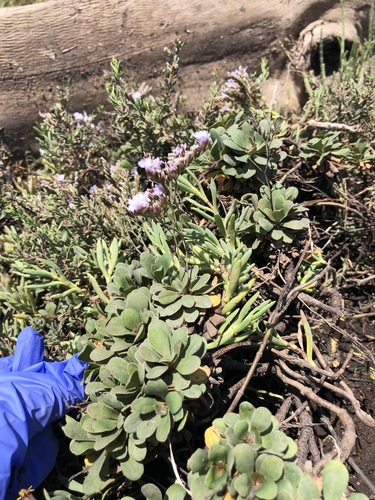 iNaturalist observation photo of European sea lavender