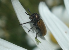 Labidostomis longimana