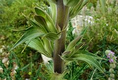 Acanthus spinosus