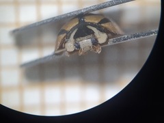 Cheilomenes propinqua vicina