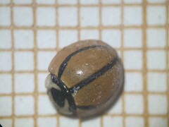 Cheilomenes propinqua vicina