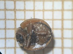 Cheilomenes propinqua vicina