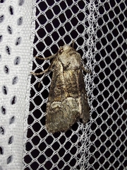 Brachylomia viminalis