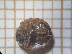 Cheilomenes propinqua vicina