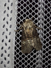 Brachylomia viminalis