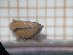 Cheilomenes propinqua vicina