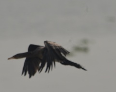 Microcarbo africanus