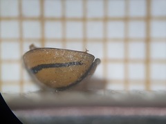 Cheilomenes propinqua vicina