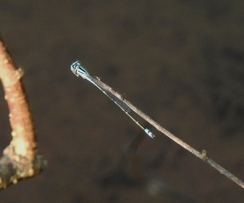 Blue Riverdamsel