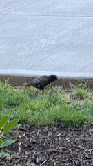 Sturnus vulgaris