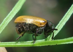 Labidostomis humeralis