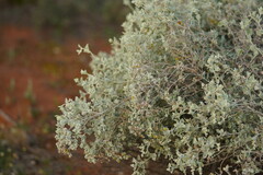 Chenopodium curvispicatum