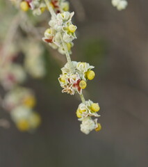 Chenopodium curvispicatum