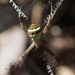 Argiope minuta