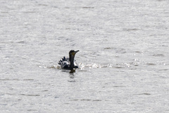 Phalacrocorax carbo