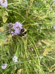 Bombus jonellus