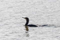 Phalacrocorax carbo