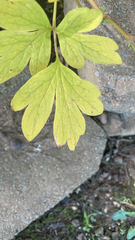 Lamprocapnos spectabilis