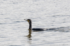 Phalacrocorax carbo