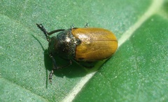Labidostomis humeralis
