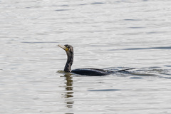 Phalacrocorax carbo