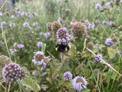 Bombus jonellus