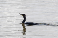 Phalacrocorax carbo