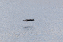 Phalacrocorax carbo