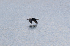 Phalacrocorax carbo