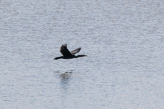 Phalacrocorax carbo