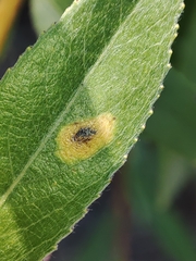 Aulagromyza tridentata