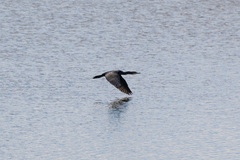 Phalacrocorax carbo