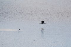 Phalacrocorax carbo
