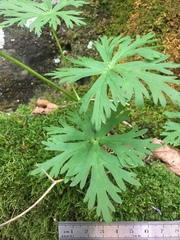 Aconitum noveboracense