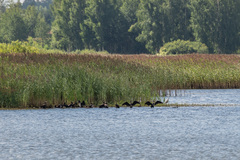 Phalacrocorax carbo